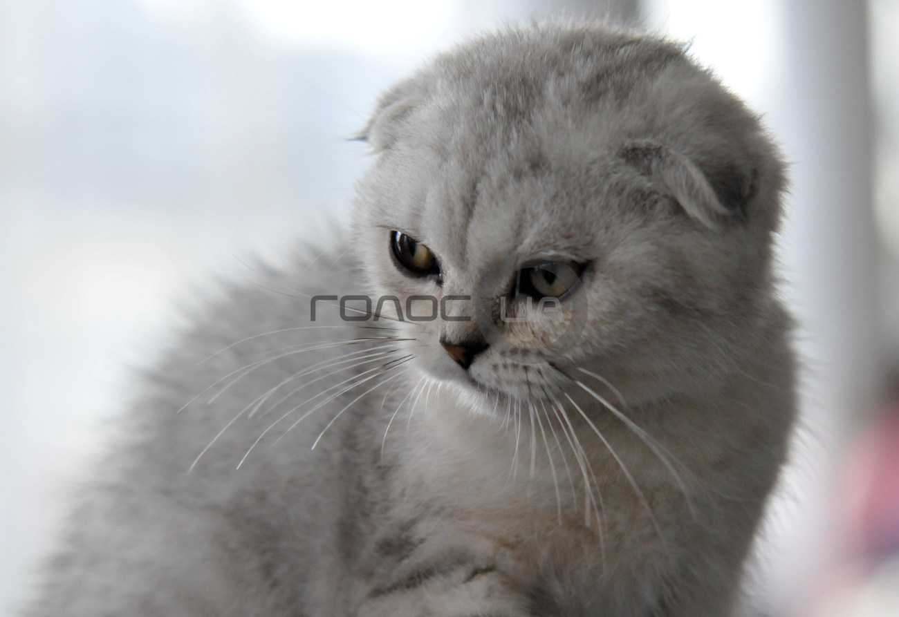 В Харькове состоялась выставка кошек &#171;Домашние львы&#187;