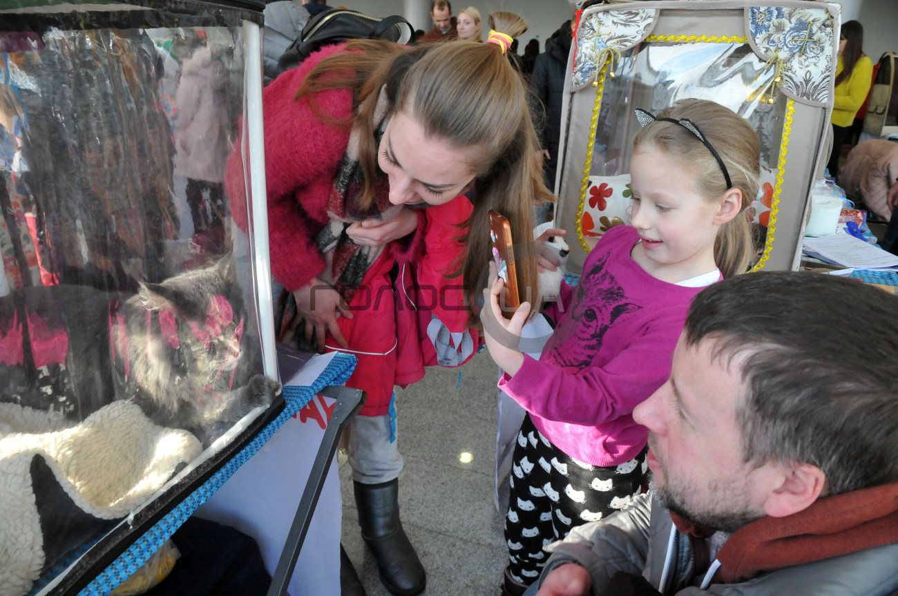 В Харькове состоялась выставка кошек &#171;Домашние львы&#187;