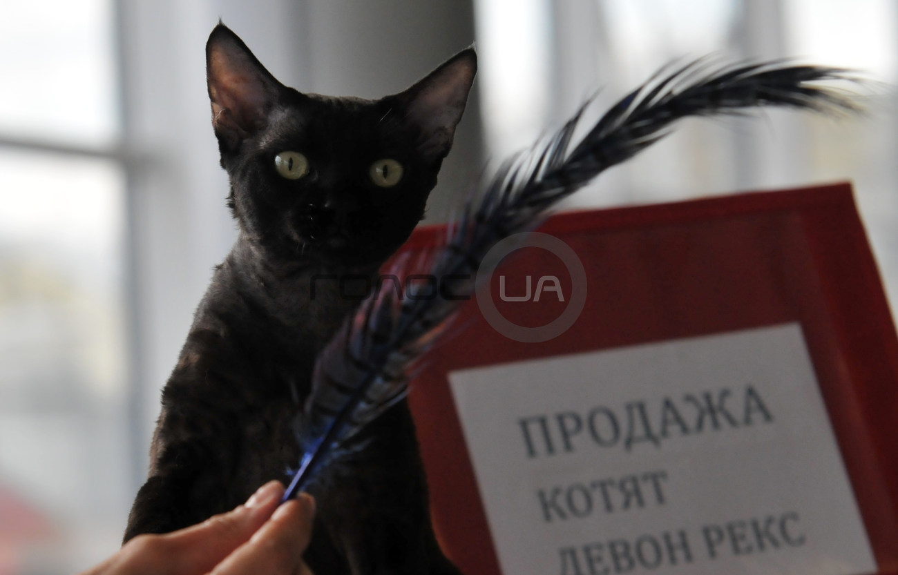 В Харькове состоялась выставка кошек &#171;Домашние львы&#187;