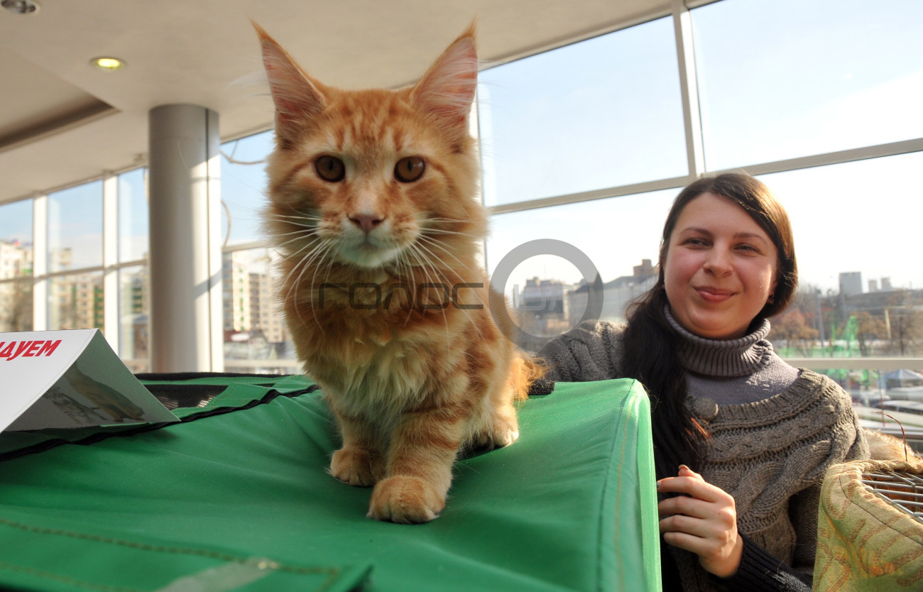 В Харькове состоялась выставка кошек &#171;Домашние львы&#187;