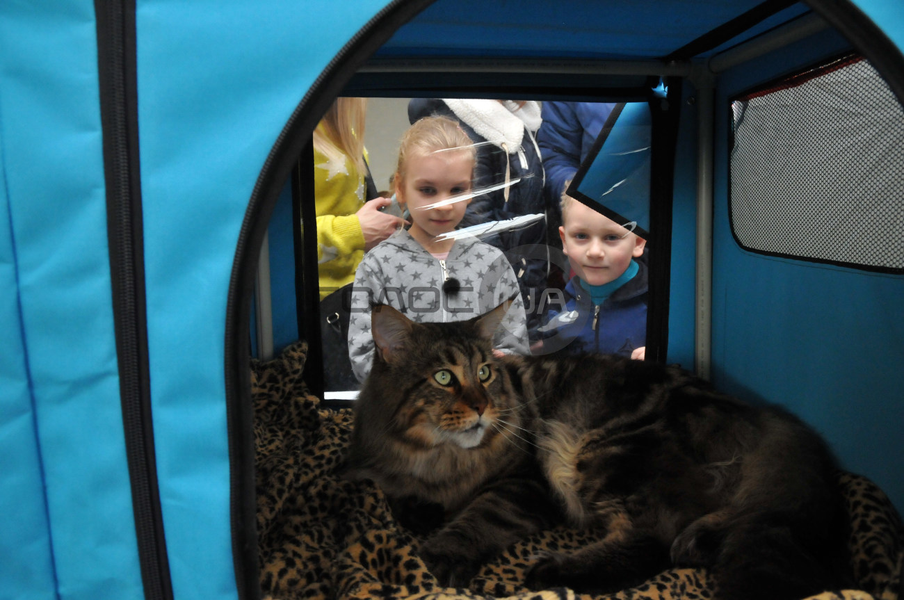 В Харькове состоялась выставка кошек &#171;Домашние львы&#187;