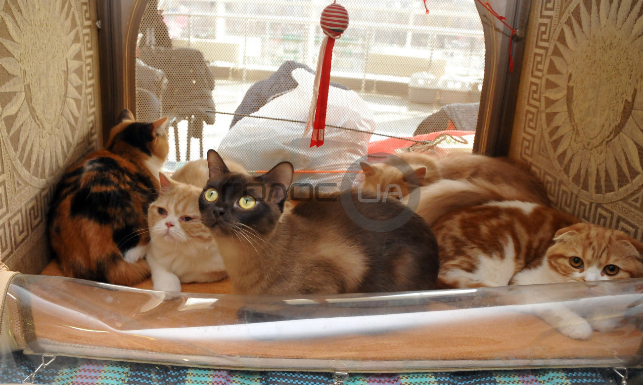 В Харькове состоялась выставка кошек &#171;Домашние львы&#187;