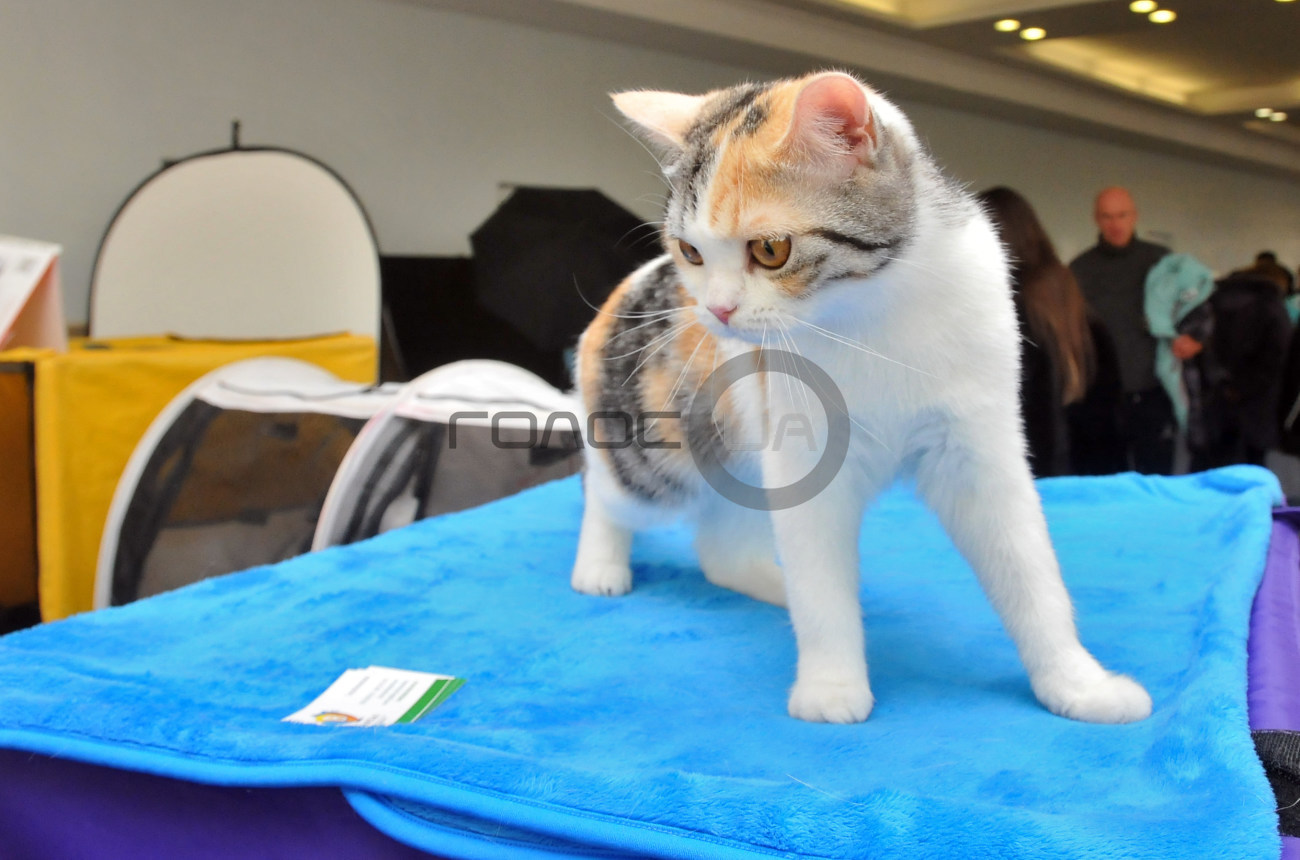В Харькове состоялась выставка кошек &#171;Домашние львы&#187;