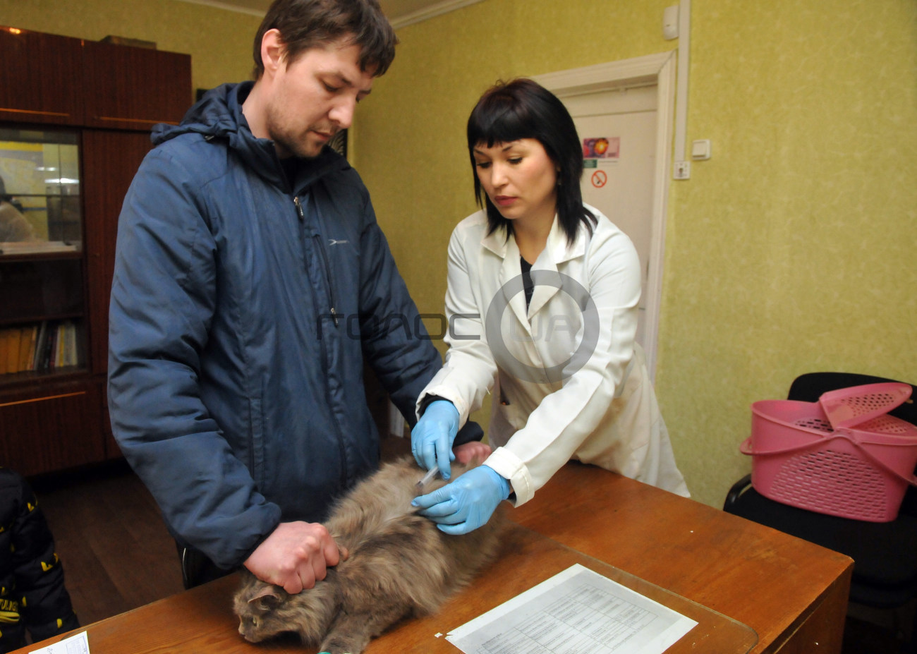 В Харькове собак и кошек можно привить бесплатно