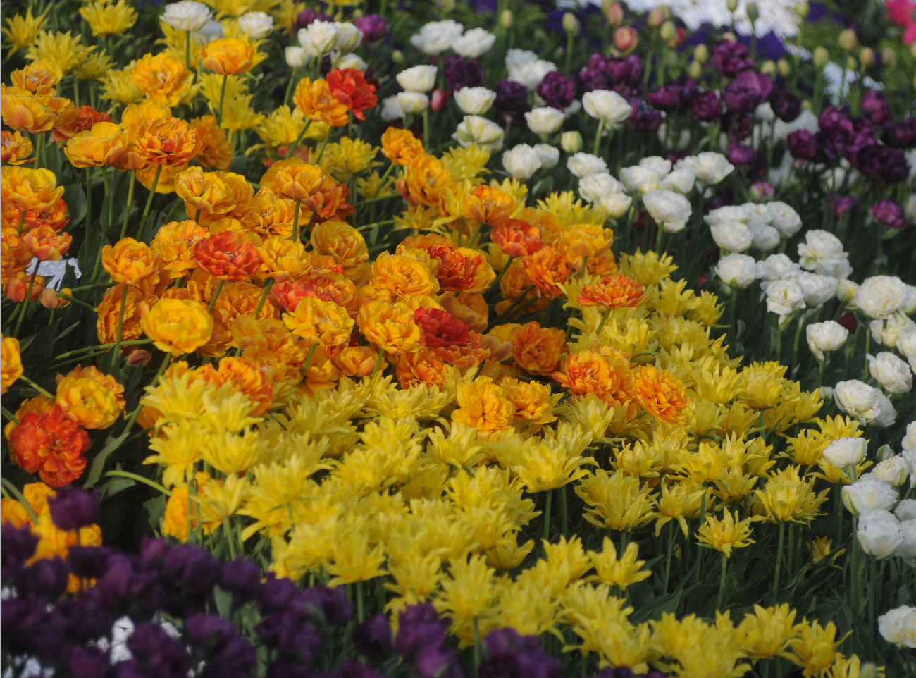 На Певческом поле открылась ежегодная выставка тюльпанов