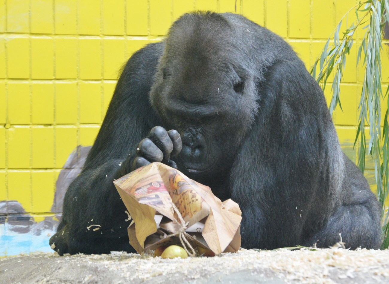 Единственной в Украине горилле исполнилось 45 лет