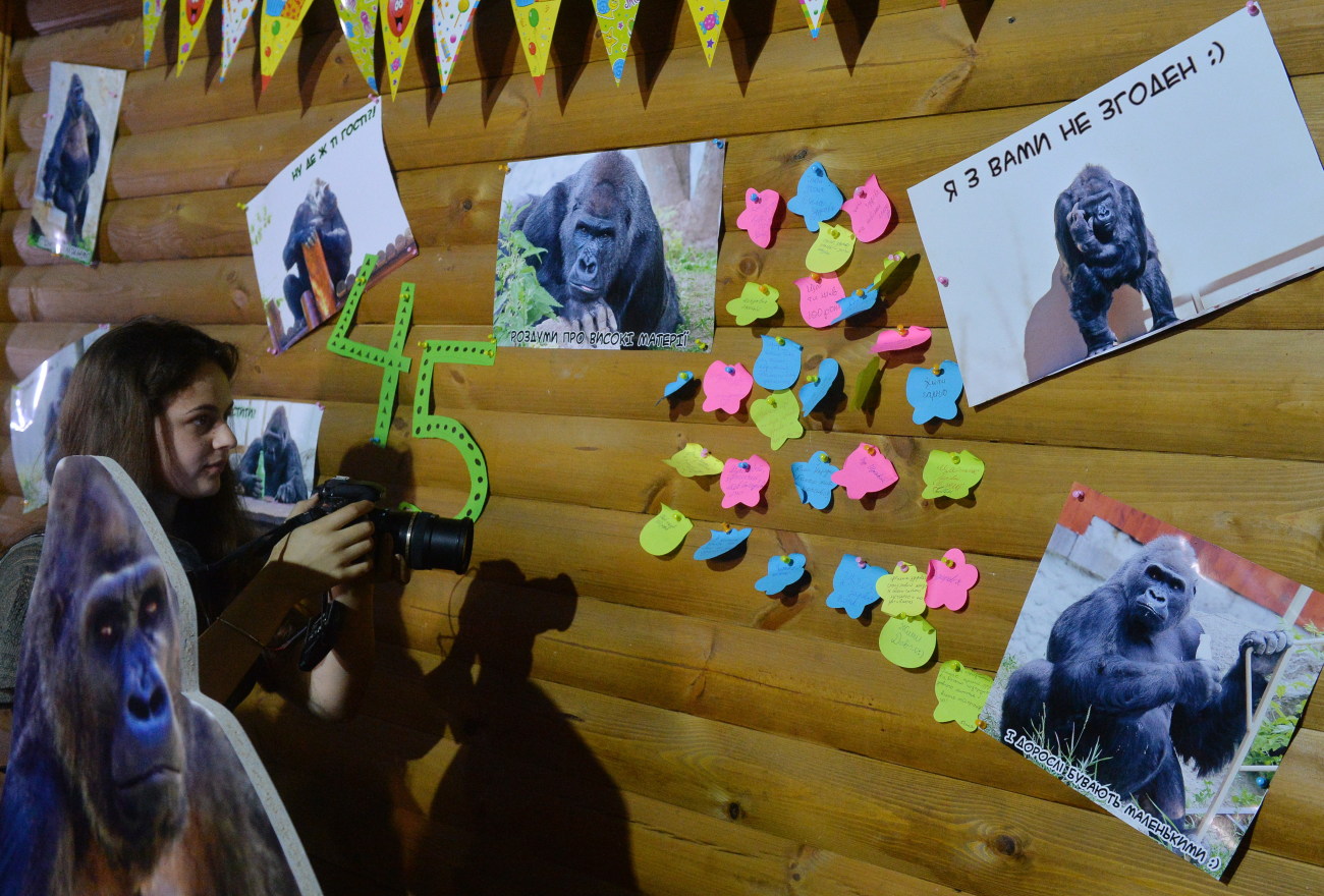 Единственной в Украине горилле исполнилось 45 лет