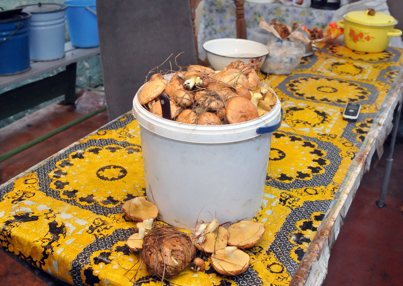 Несмотря на неурожайный грибной год, украинцы все же ухитряются насобирать полные корзины