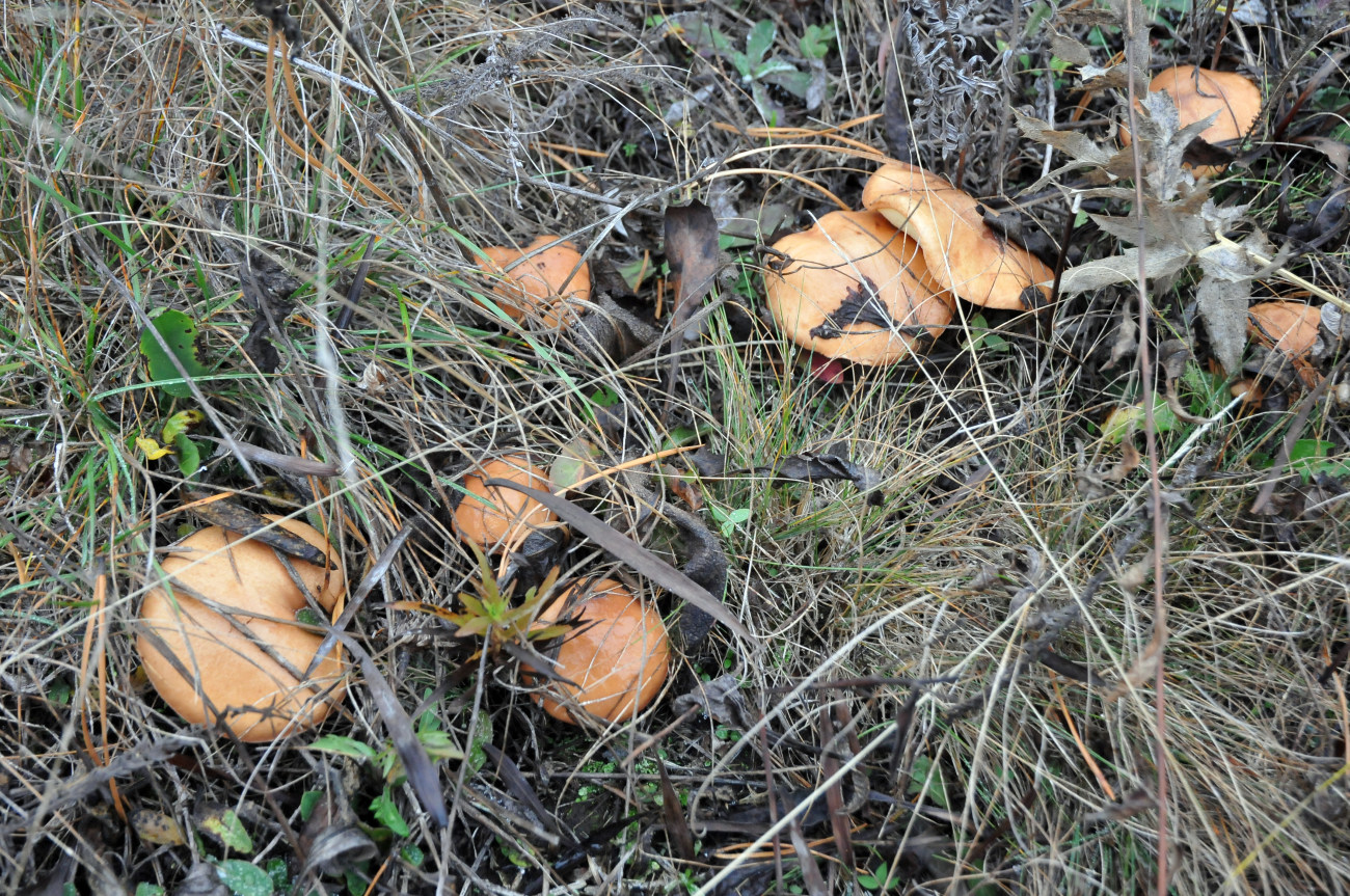 Несмотря на неурожайный грибной год, украинцы все же ухитряются насобирать полные корзины