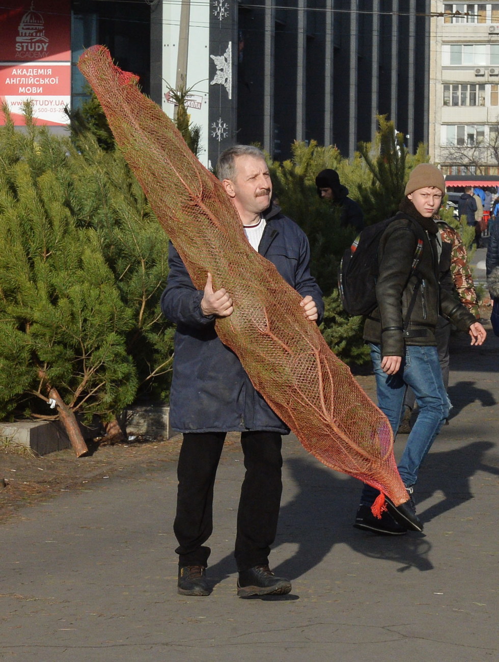 Елочные базары: В Киеве стоимость пушистой сосны может составлять до 500 гривен