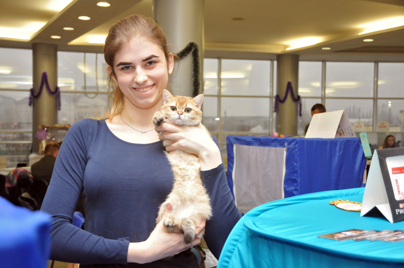 В Харькове прошла выставка кошек