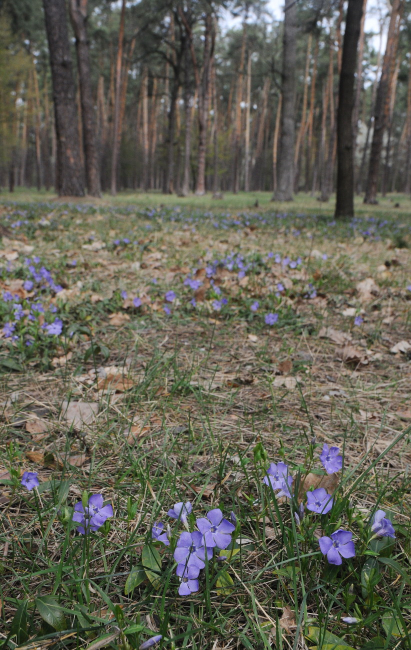 Весна на карантине