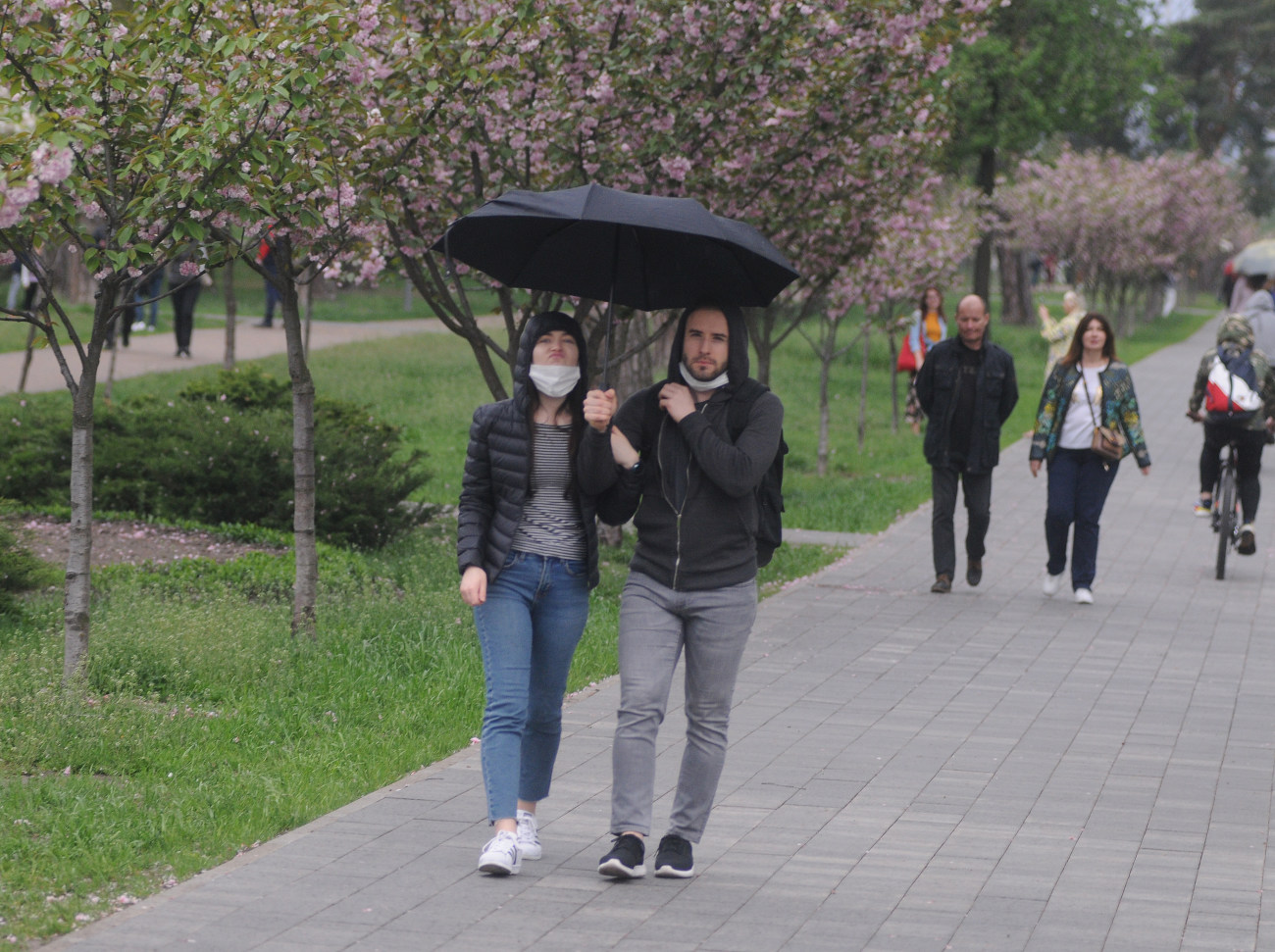 В Киеве цветет сакура