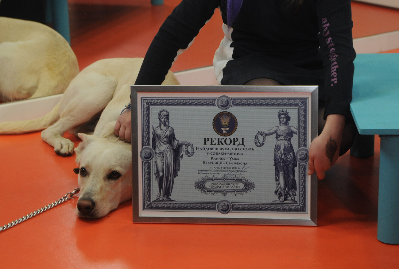 Самые высокие уши: Собака из приюта попала в Национальный реестр рекордов Украины