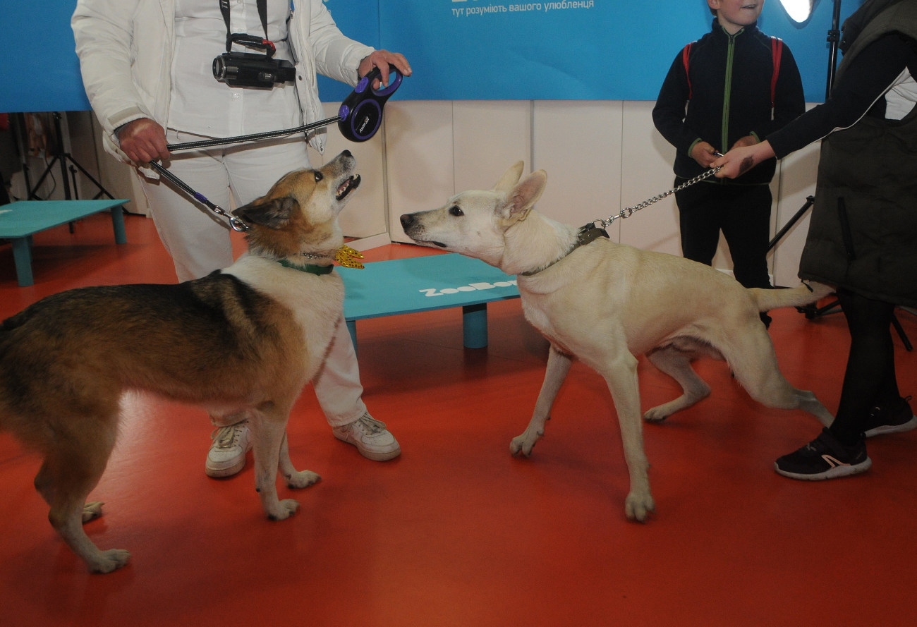 Самые высокие уши: Собака из приюта попала в Национальный реестр рекордов Украины