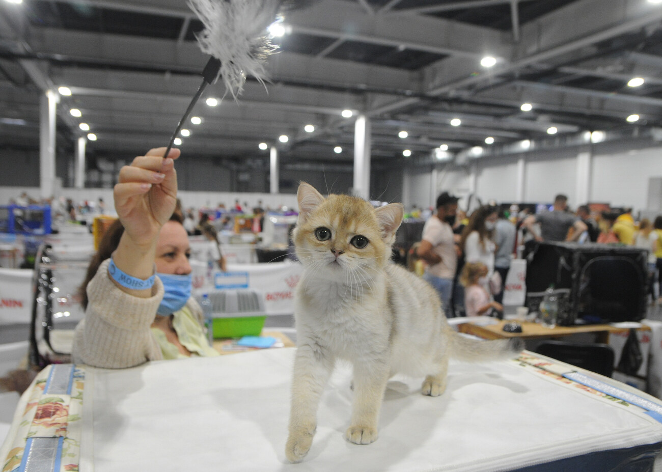 В Киеве состоялась выставка кошек