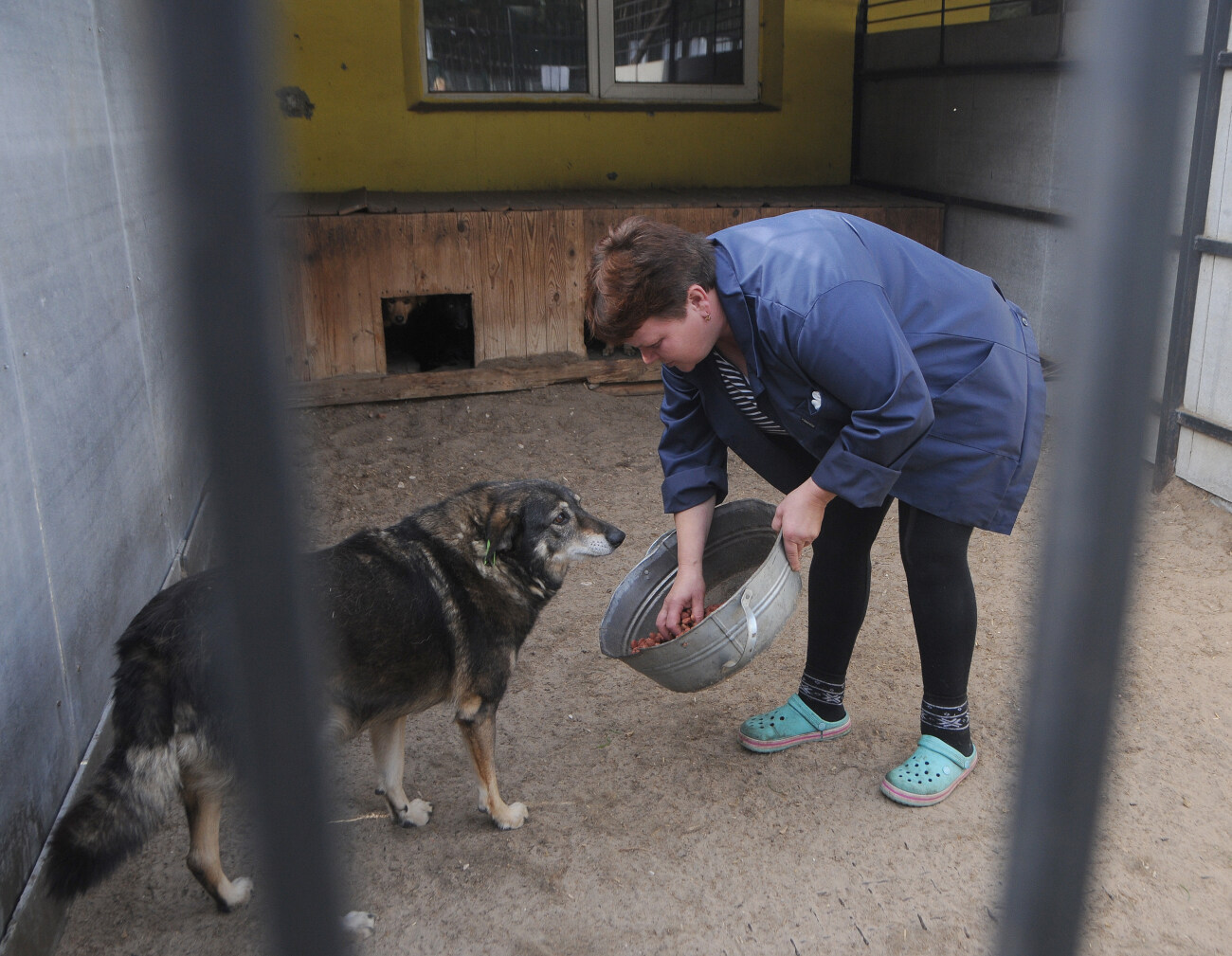 Зоооволонтеры проверили приют для собак в Бородянке