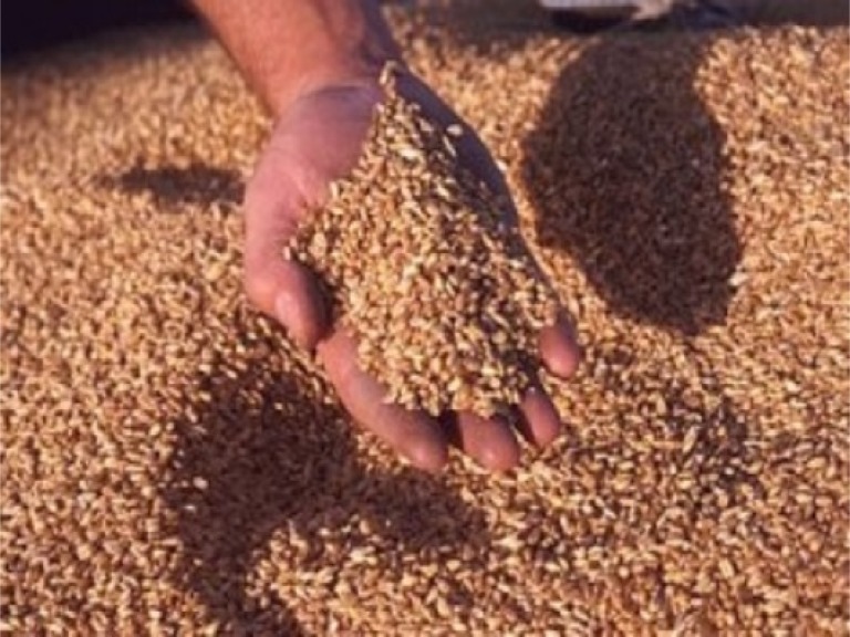 Уряд ввів тимчасові квоти на експорт зерна