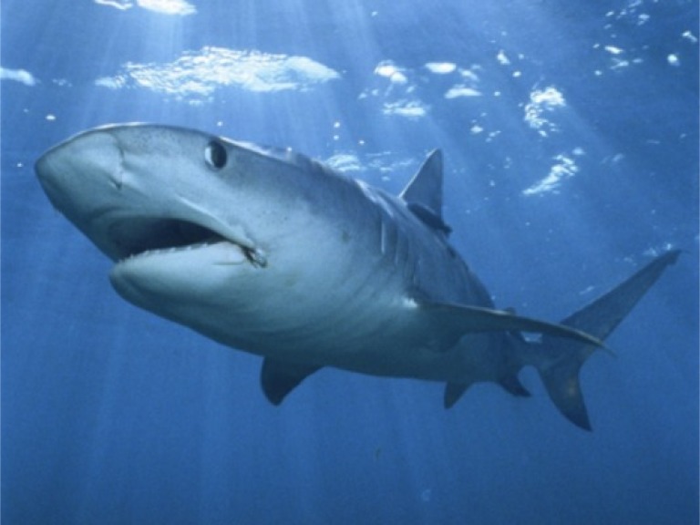 Туристів у Єгипті навчать, як не привертати увагу акул