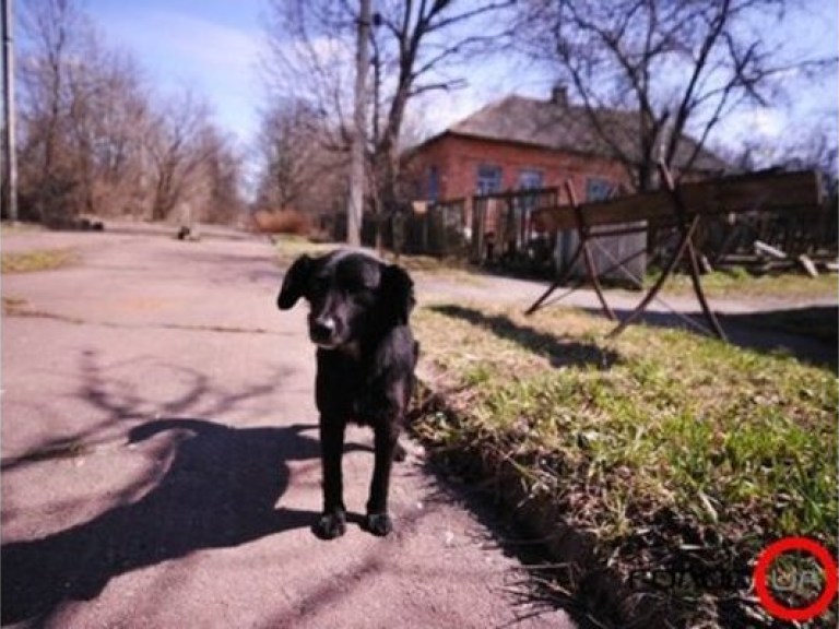 К Евро-2012 в Харькове откроют приют для бездомных животных