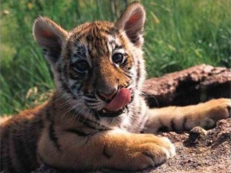 В Харьковском зоопарке родились три тигренка