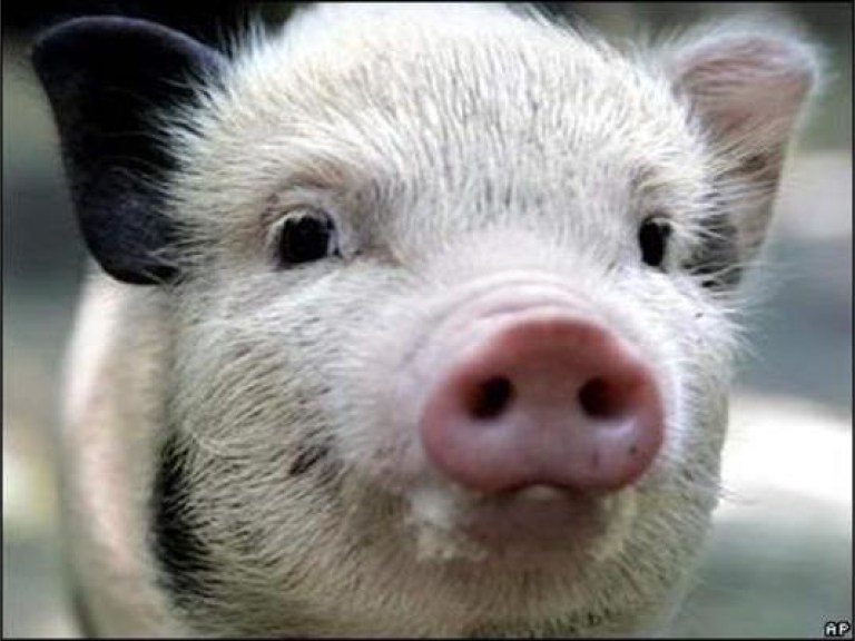 Украина запретила ввоз белорусского мяса из-за чумы свиней