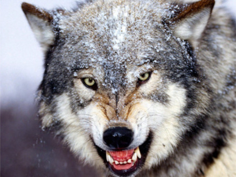 Рост популяции волков несет угрозы украинцам &#8212; специалист