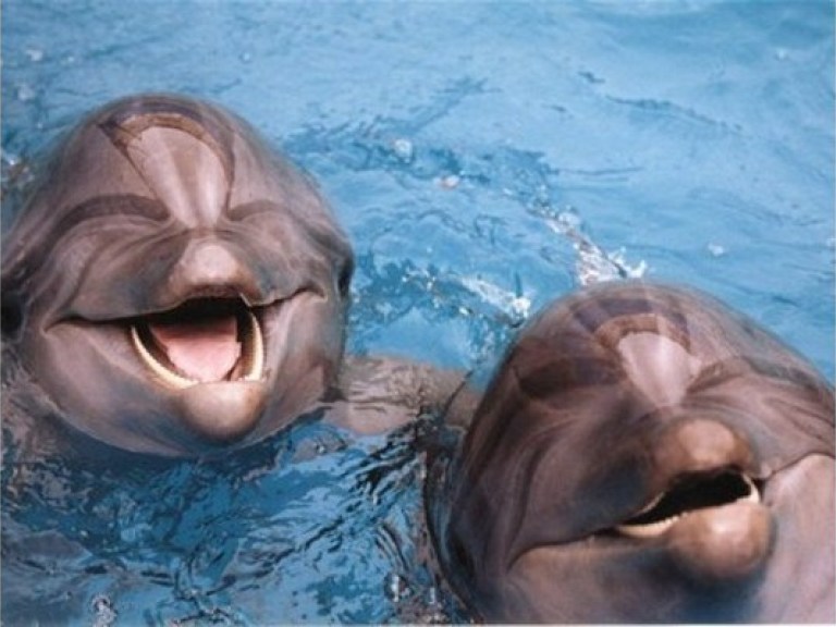В Азовском море спасают 20 дельфинов, которые оказались в ледяном плену