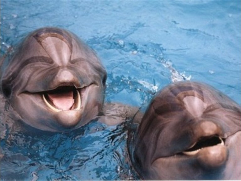Дельфины выбрались из ледяного плена на свободу: погибших нет