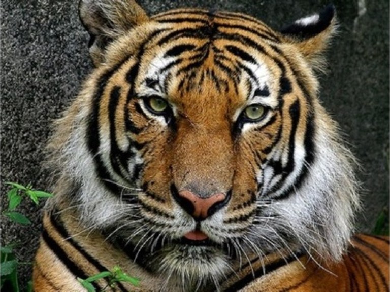 Сотрудницу киевского зоопарка обвинили в халатности, что стало причиной нападения тигра на человека