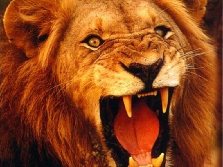 В Крыму открылся уникальный сафари-парк львов