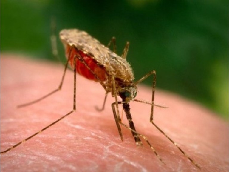 С «Евро-2012» Украину может атаковать малярия