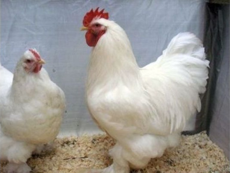 В Украину запретили ввоз птицы из Китая из-за опасности гриппа