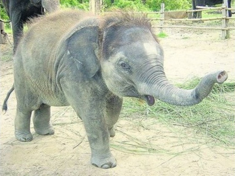 Чиновники принесли яблоки и бублики слоненку из Киевского зоопарка