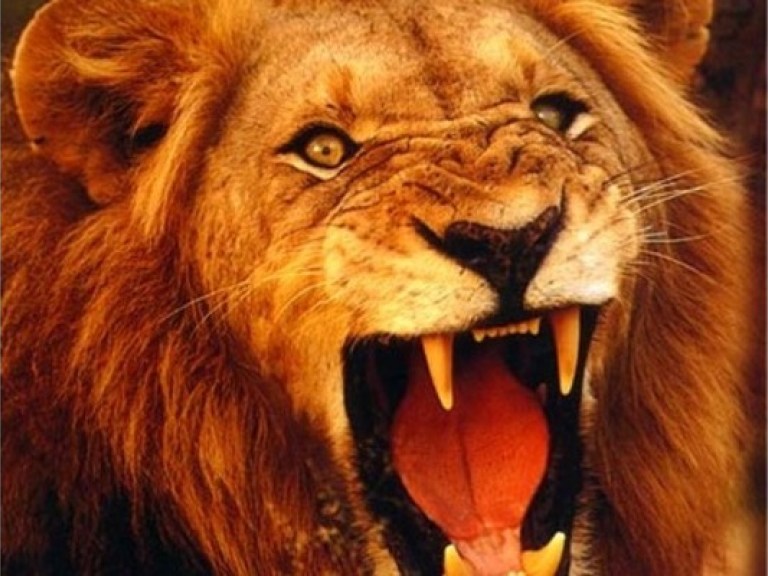 Чиновники убеждают, что львы из киевского зоопарка должны быть худыми