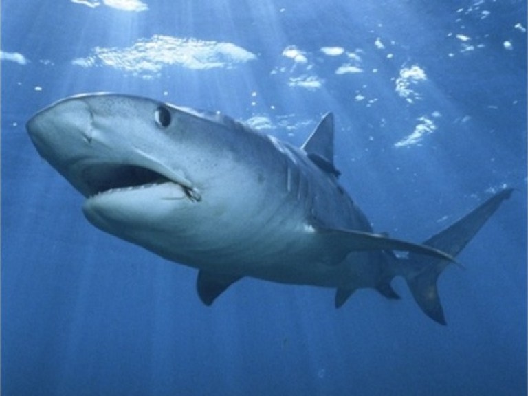 Возле египетских курортов были замечены акулы