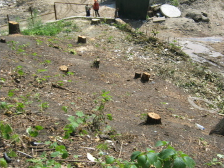 На Замковой горе уже срезали около 100 деревьев (ФОТО)
