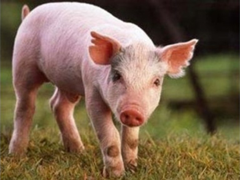 В Украине зафиксирована африканская чума свиней