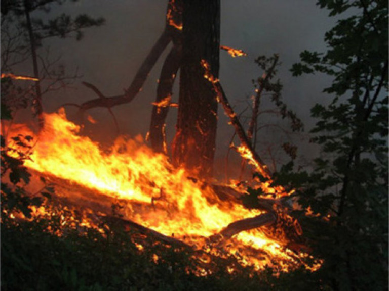 Ялтинский лес поджег 18-летний парень по фамилии Чудак