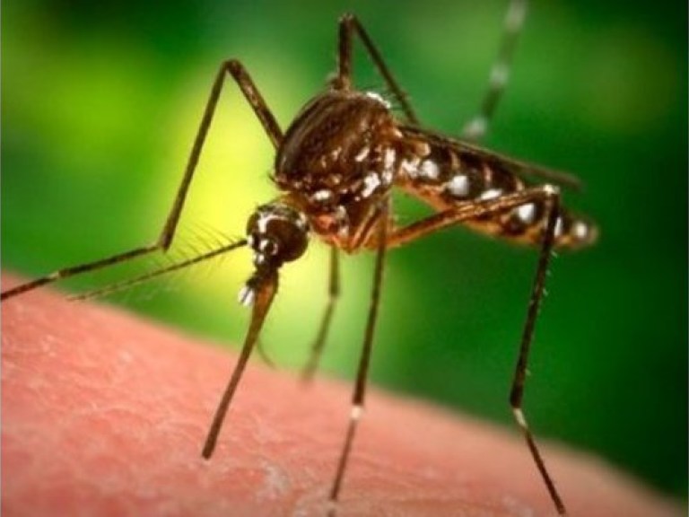 В Киеве люди заразились дирофиляриозом через укус комаров