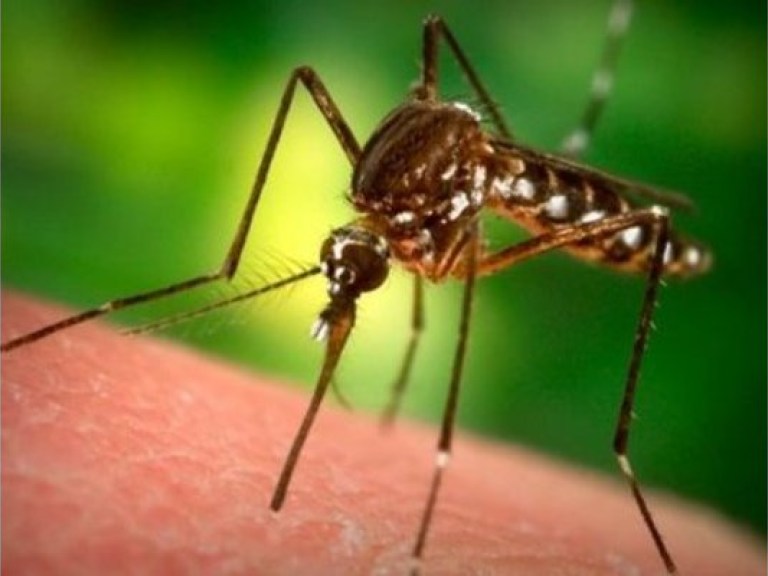 Комары заражают украинцев паразитами &#8212; СМИ