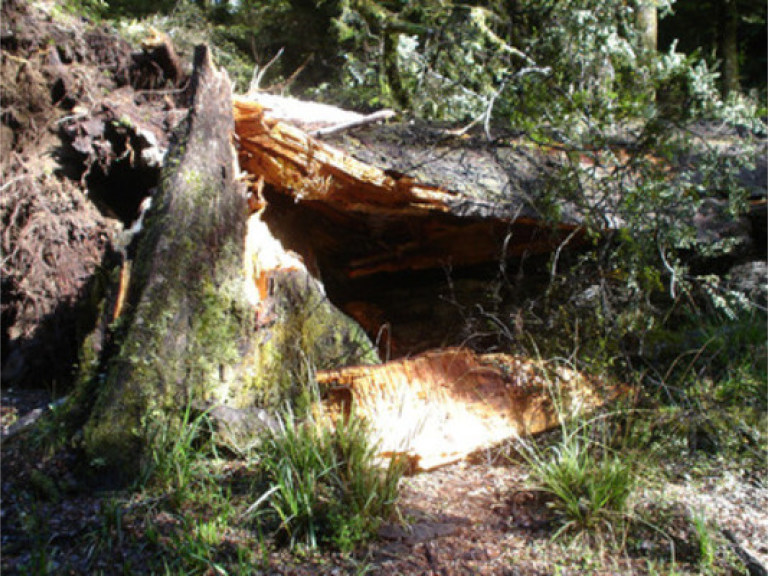 На Донетчине стихия повалила тысячи деревьев, повредила дома и теплосети