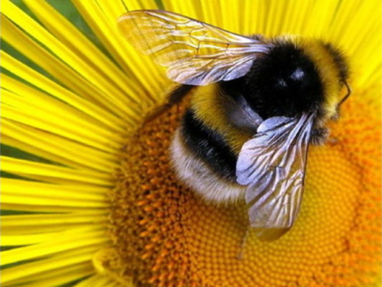 Медики опровергли информацию об активизации пчел на Киевщине
