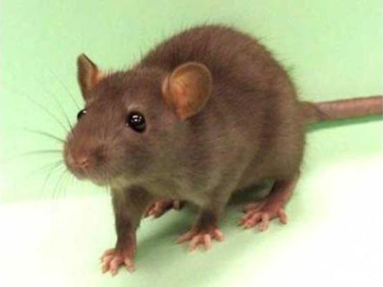 Из-за стихийной торговли на Арсенальной площади расплодились крысы
