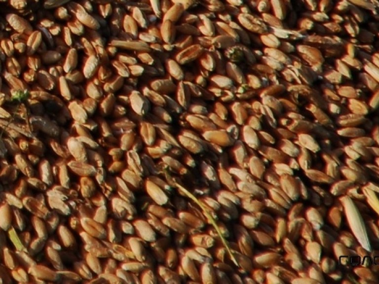 Экспорт зерна могут ограничить – Присяжнюк