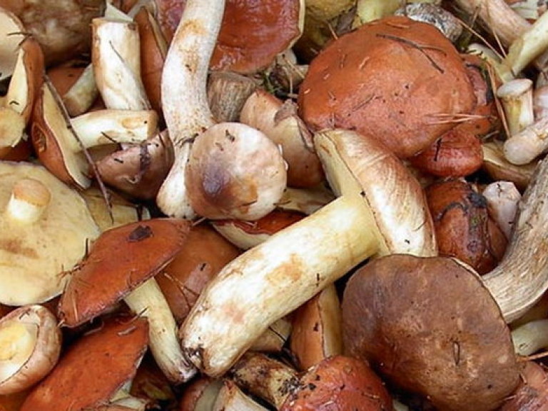 В Крыму грибами отравились четыре человека