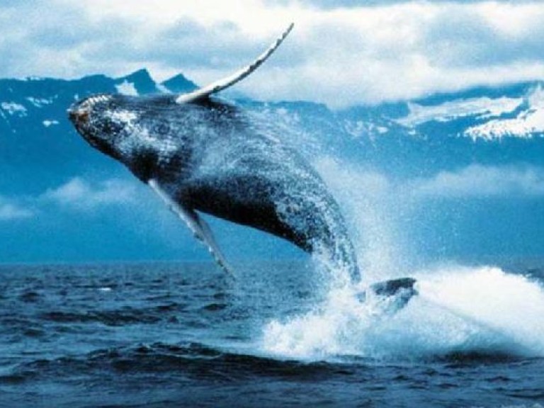 Глобальное потепление убьет акул и китов