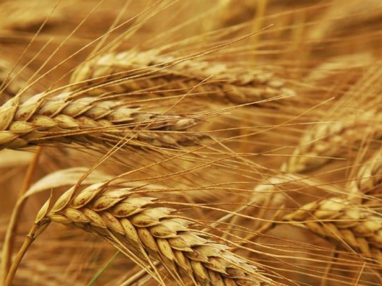 В Украине все семена проверят на предмет содержания ГМО — министр