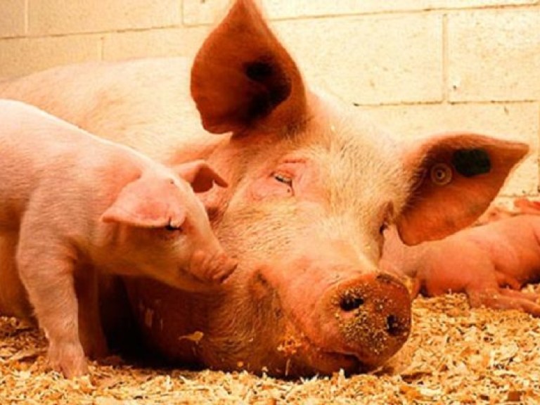 Сокращение поголовья свиней в ЕС «на руку» украинским производителям &#8212; эксперт