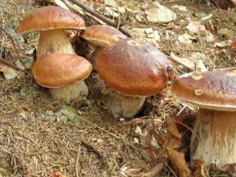 Осенний деликатес: грибы богаты витаминами, но «бьют» по печени